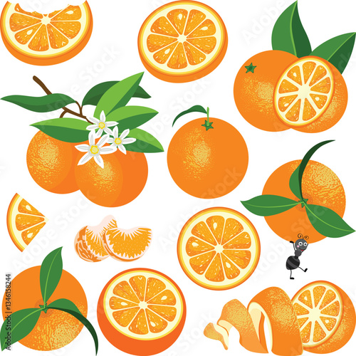 Set digital collage of fresh orange