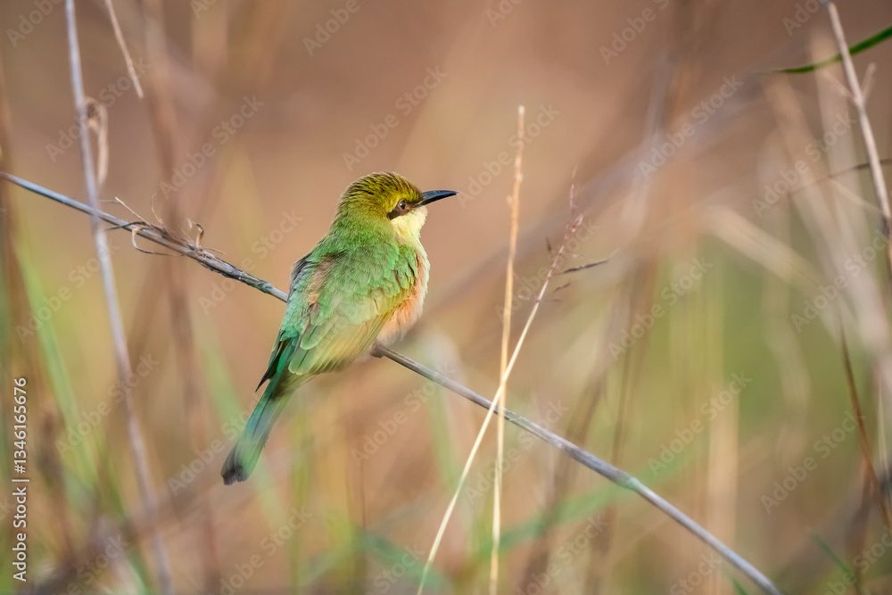 Green Bee-Eater, Little Green bee-eater, Merops Orientalis.