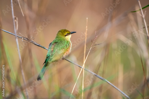 Obraz na płótnie Green Bee-Eater, Little Green bee-eater, Merops Orientalis. w salonie