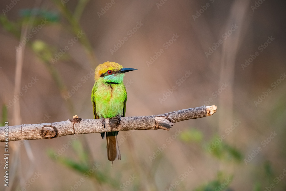Green Bee-Eater, Little Green bee-eater, Merops Orientalis