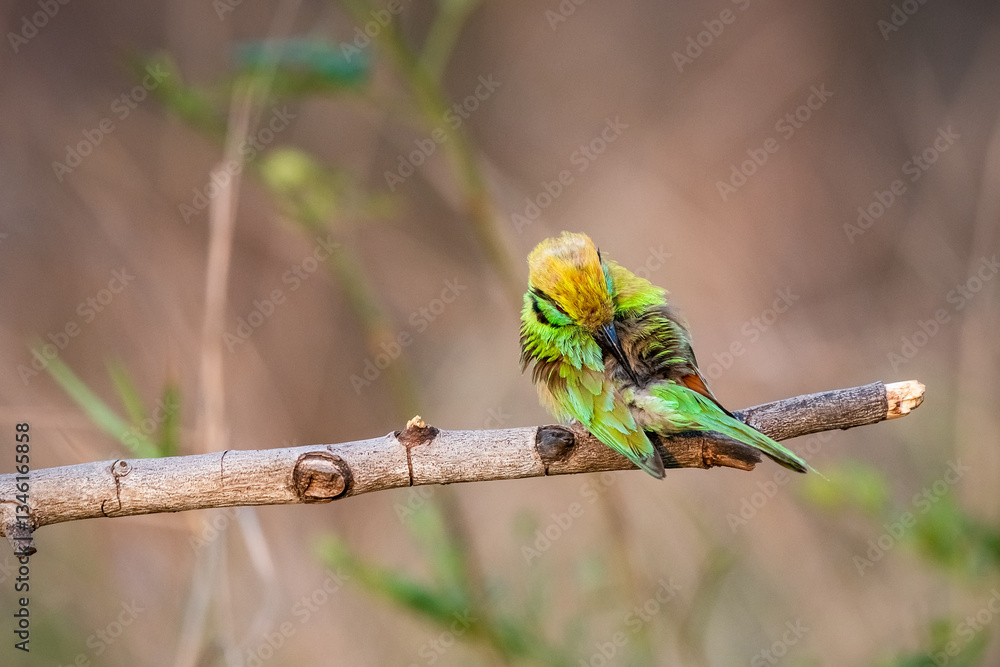 Green Bee-Eater, Little Green bee-eater, Merops Orientalis