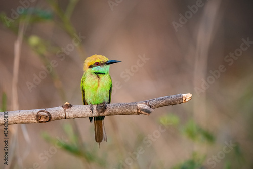 Obraz na płótnie Green Bee-Eater, Little Green bee-eater, Merops Orientalis w salonie