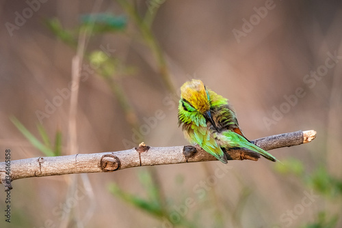Obraz na płótnie Green Bee-Eater, Little Green bee-eater, Merops Orientalis w salonie