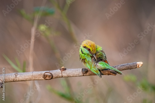 Obraz na płótnie Green Bee-Eater, Little Green bee-eater, Merops Orientalis w salonie