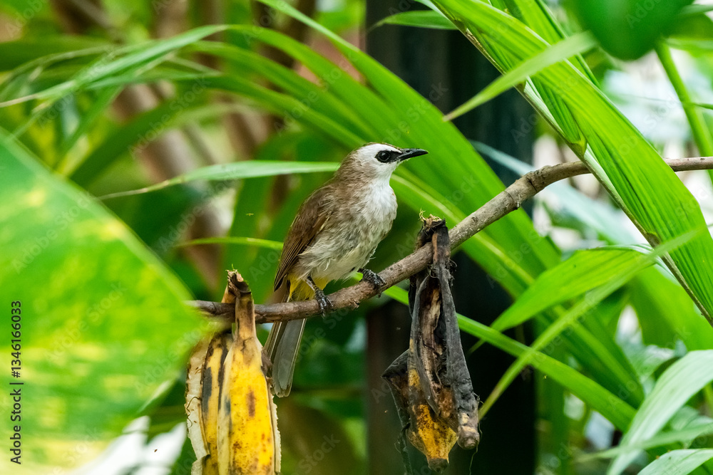 Yellow-vented Bulbul, Pycnonotus goiavier