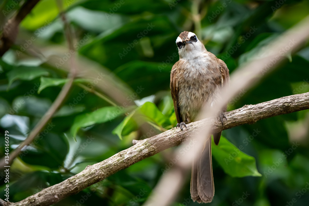 Yellow-vented Bulbul, Pycnonotus goiavier