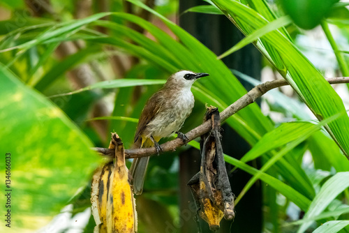Obraz na płótnie Yellow-vented Bulbul, Pycnonotus goiavier w salonie