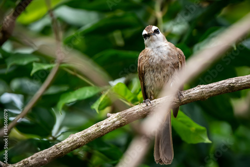 Obraz na płótnie Yellow-vented Bulbul, Pycnonotus goiavier w salonie