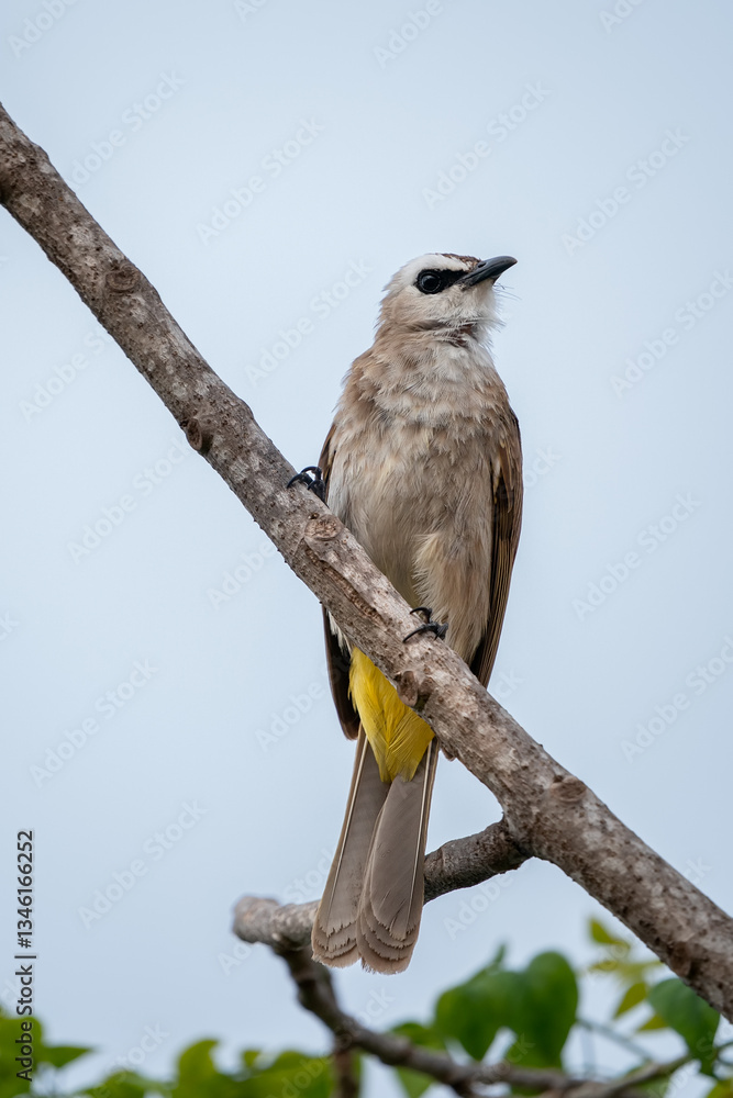 Yellow-vented Bulbul, Pycnonotus goiavier
