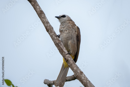 Yellow-vented Bulbul, Pycnonotus goiavier