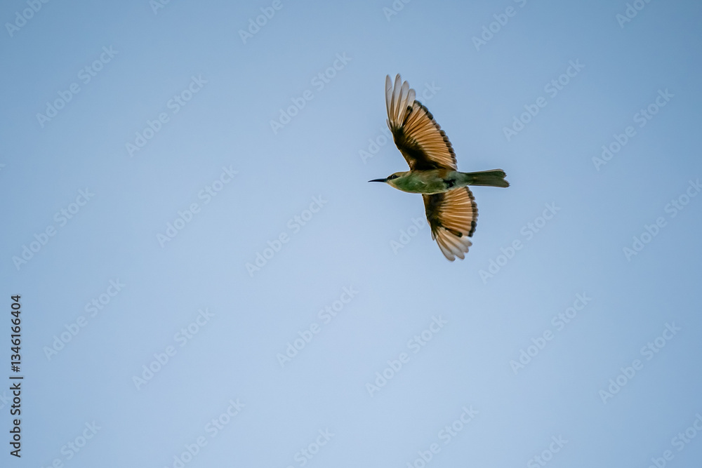 Green Bee-Eater, Little Green bee-eater, Merops Orientalis
