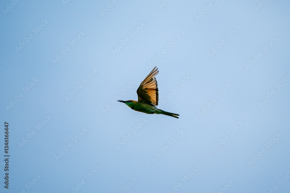 Green Bee-Eater, Little Green bee-eater, Merops Orientalis