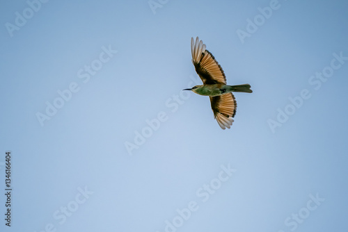 Obraz na płótnie Green Bee-Eater, Little Green bee-eater, Merops Orientalis w salonie