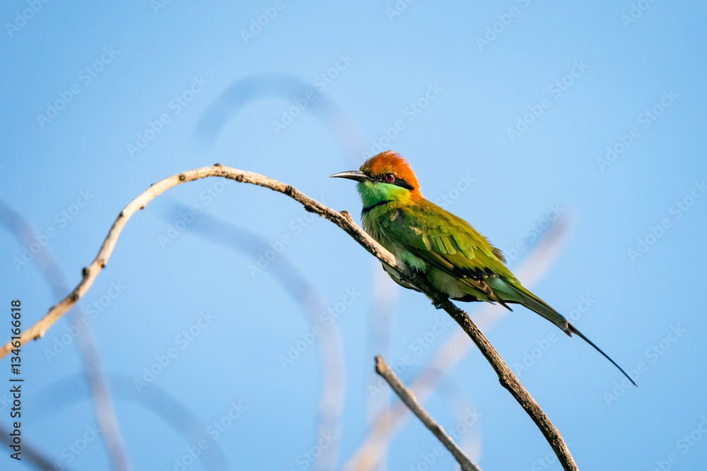 Green Bee-Eater, Little Green bee-eater, Merops Orientalis