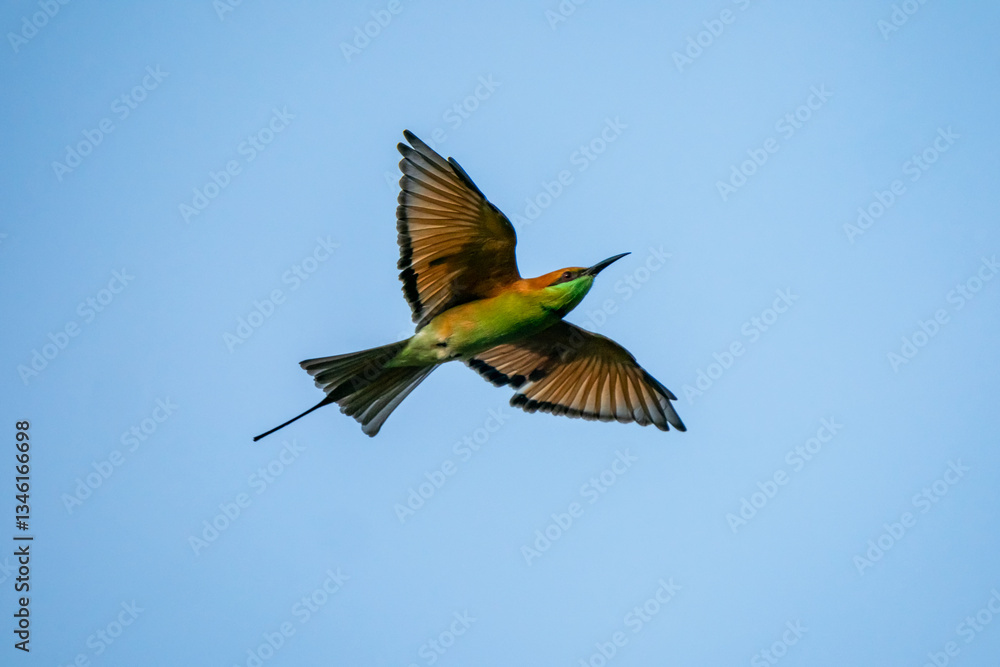 Green Bee-Eater, Little Green bee-eater, Merops Orientalis