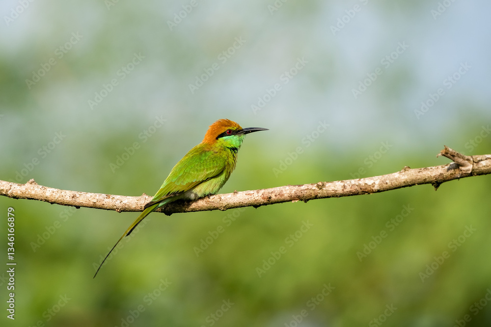 Green Bee-Eater, Little Green bee-eater, Merops Orientalis