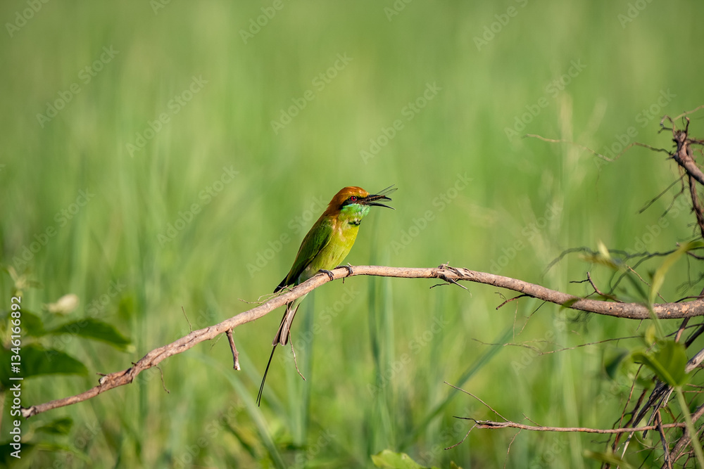 Green Bee-Eater, Little Green bee-eater, Merops Orientalis