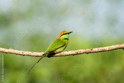 Obraz na płótnie Green Bee-Eater, Little Green bee-eater, Merops Orientalis w salonie