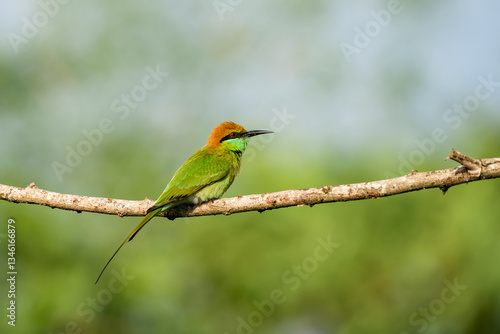Obraz na płótnie Green Bee-Eater, Little Green bee-eater, Merops Orientalis w salonie