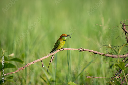 Green Bee-Eater, Little Green bee-eater, Merops Orientalis