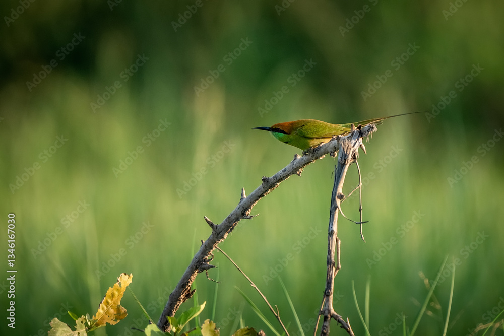 Green Bee-Eater, Little Green bee-eater, Merops Orientalis