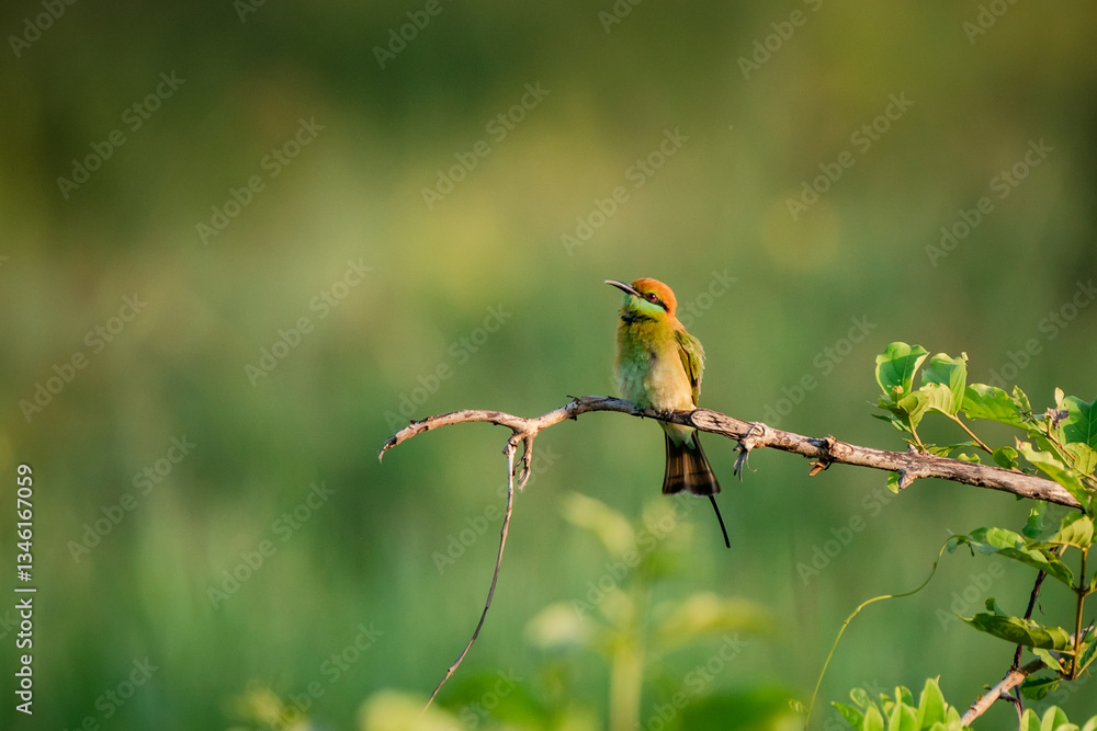 Green Bee-Eater, Little Green bee-eater, Merops Orientalis