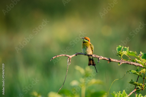 Green Bee-Eater, Little Green bee-eater, Merops Orientalis