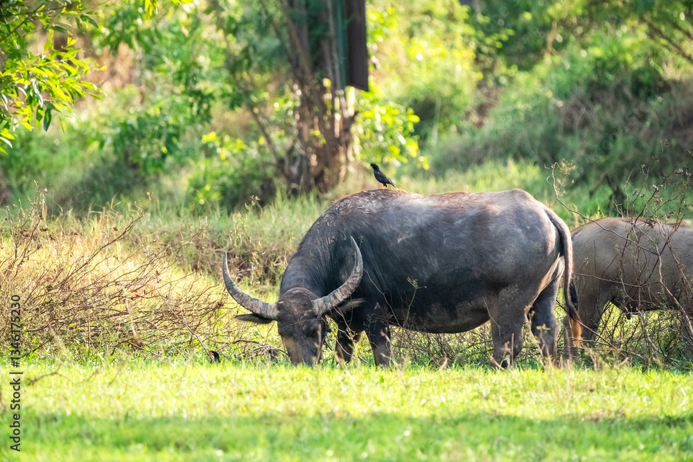 thai buffalo.