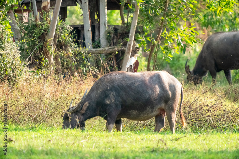 thai buffalo.