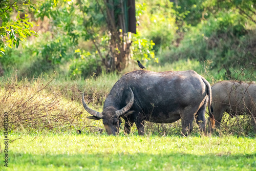 Obraz na płótnie thai buffalo. w salonie