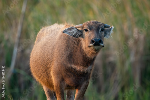 Obraz na płótnie thai buffalo w salonie