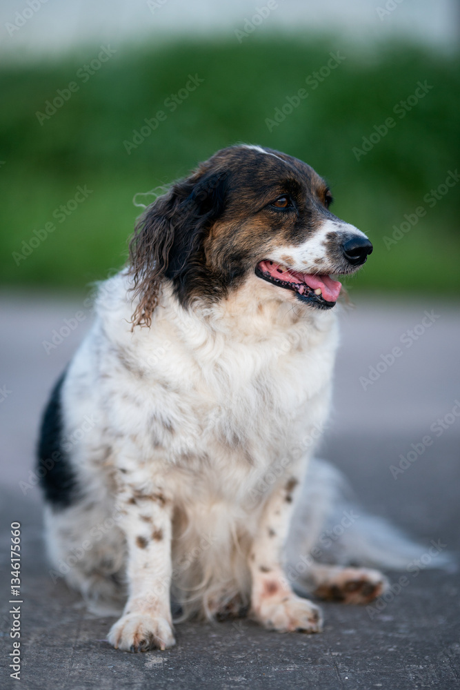 Dogs with black and white fur, fat dog