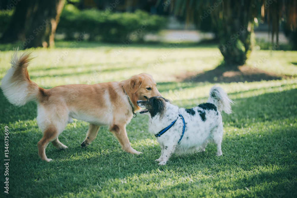 Dogs are playing in the park.