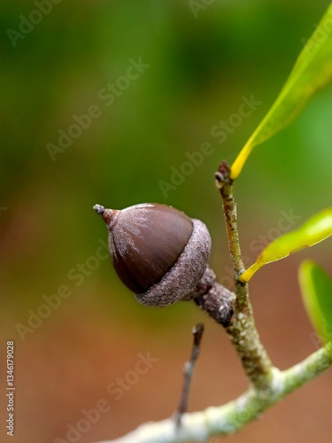 acorn solo with a blurred background