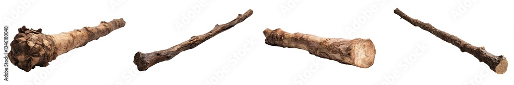A birch branch that has dried and rotted is shown with lichen on a plain white background A birch branch that has dried and rotted is shown with lichen on a plain white background