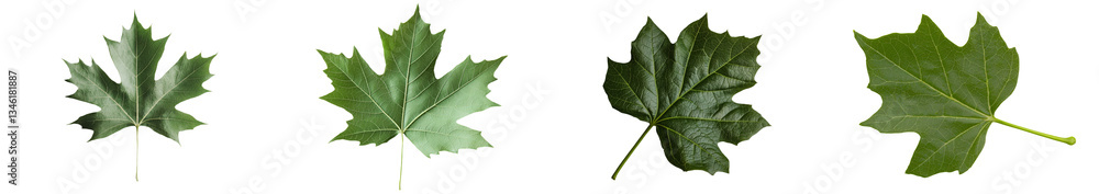 Fototapeta premium Isolated on white, the image features a plane tree with its sycamore leaves and flowers