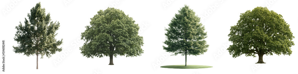 A tree in high definition is isolated against a white background A tree in high definition is isolated against a white background