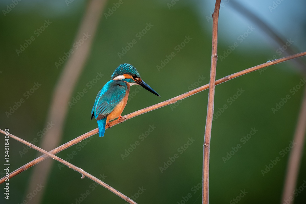 Fototapeta premium Common kingfisher, Alcedo atthis