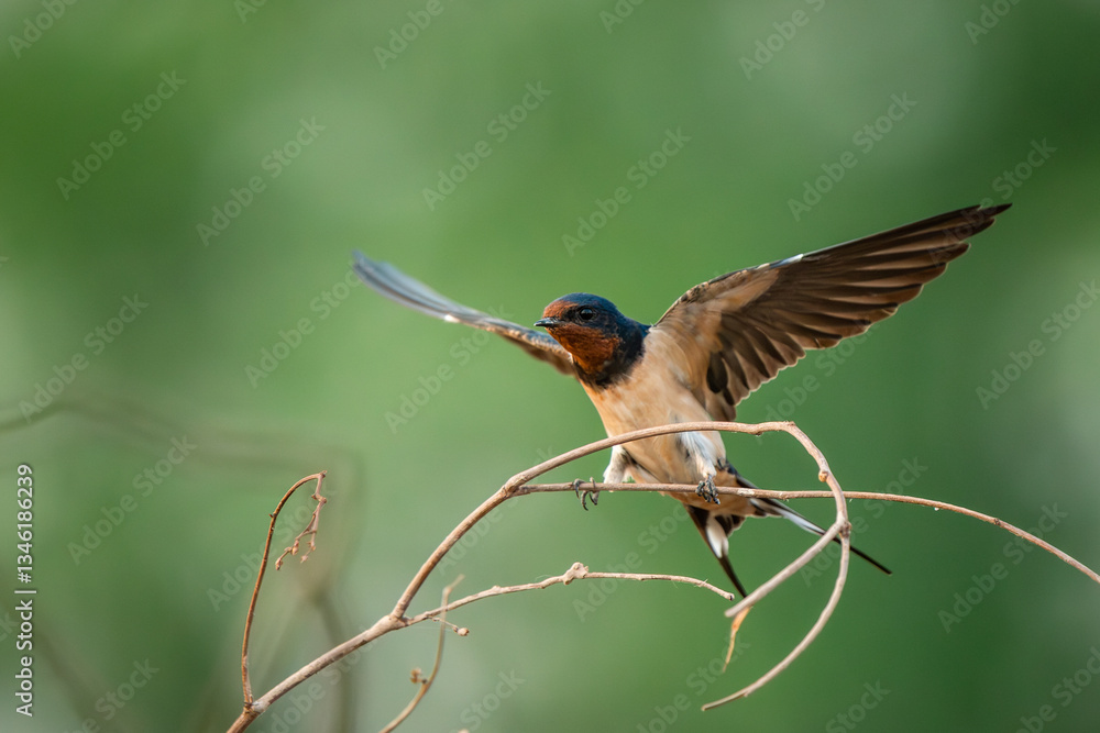 Barn Swallow, Hirundo rustica, House Swift, Apus nipalensis