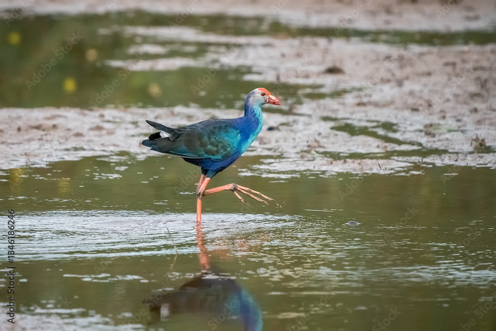 Purple Swamphen, Grey-headed Swamphen