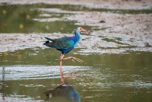 Obraz na płótnie Purple Swamphen, Grey-headed Swamphen w salonie