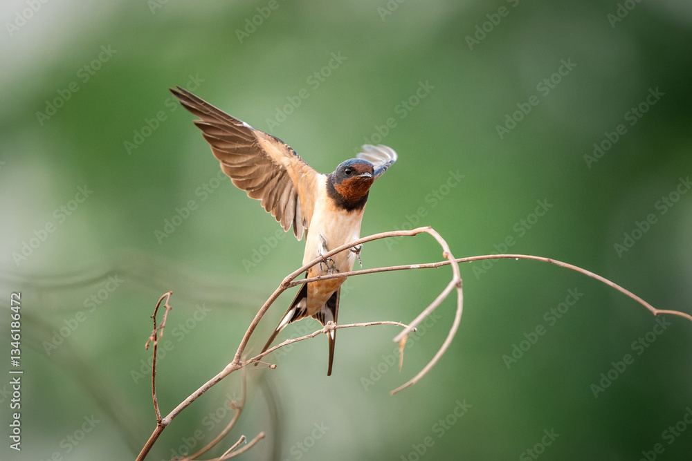 Barn Swallow, Hirundo rustica, House Swift, Apus nipalensis