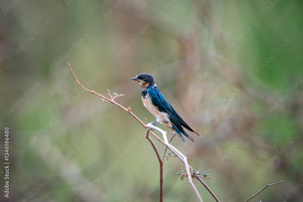 Barn Swallow, Hirundo rustica, House Swift, Apus nipalensis