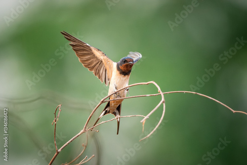 Obraz na płótnie Barn Swallow, Hirundo rustica, House Swift, Apus nipalensis w salonie