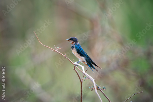 Obraz na płótnie Barn Swallow, Hirundo rustica, House Swift, Apus nipalensis w salonie