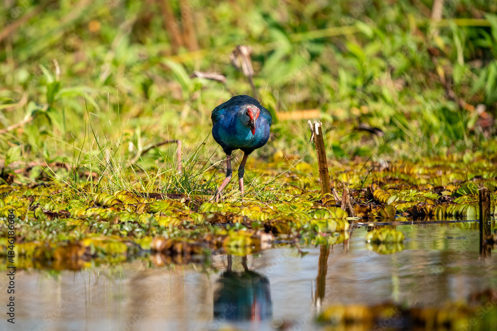 Purple Swamphen, Grey-headed Swamphen