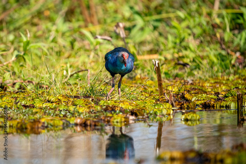 Obraz na płótnie Purple Swamphen, Grey-headed Swamphen w salonie