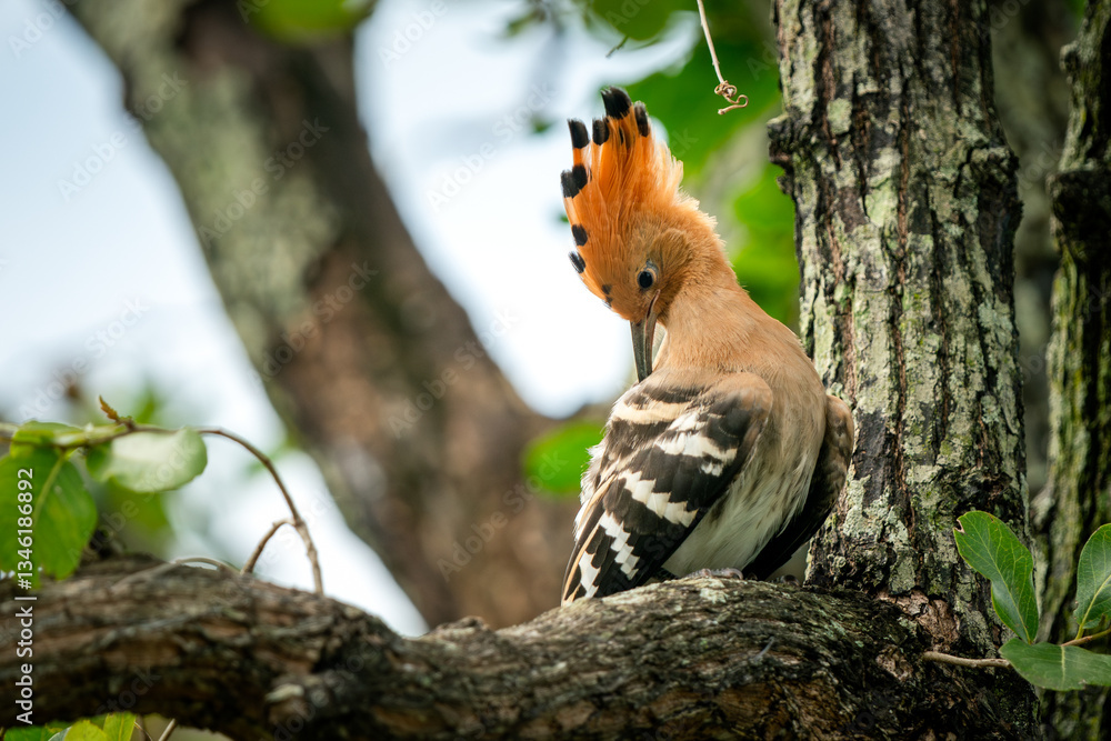 Eurasian Hoopoe, Upupa epops