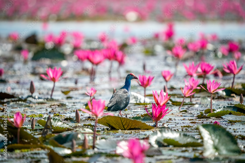 Purple Swamphen, Grey-headed Swamphen
