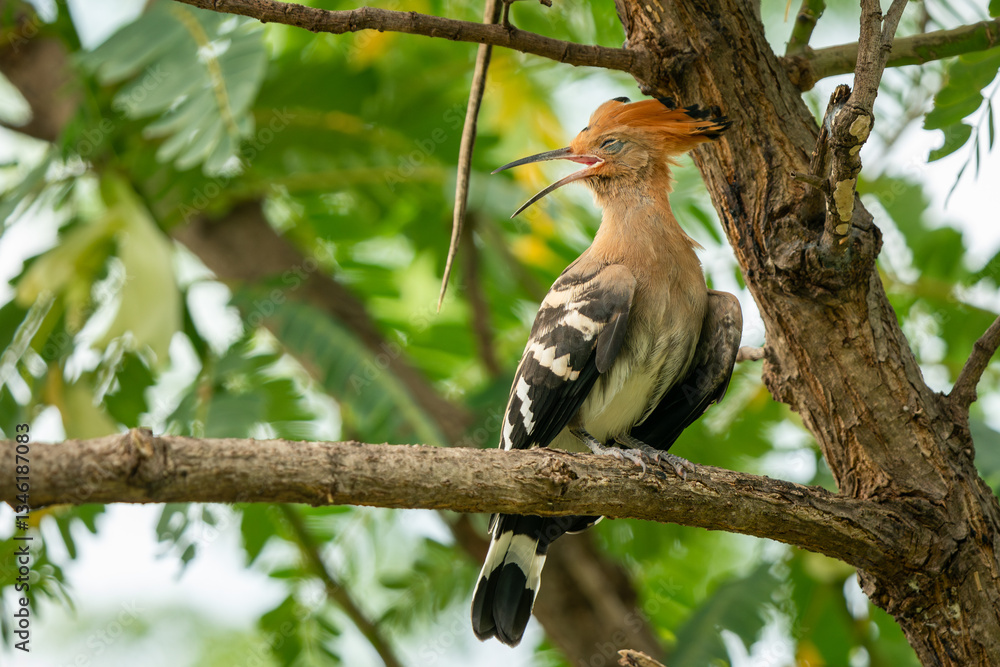 Eurasian Hoopoe, Upupa epops